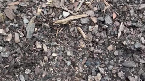 Ant Highway in garden