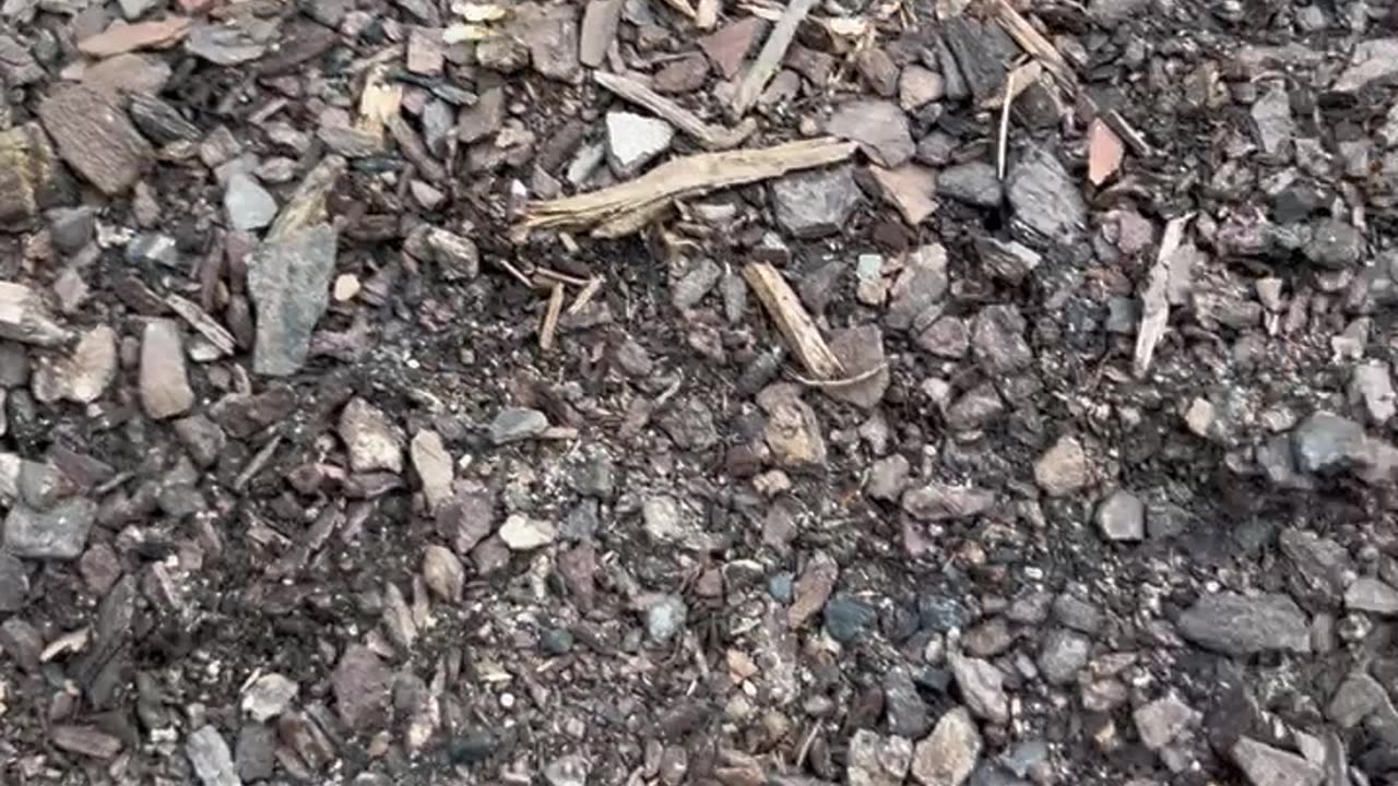 Ant Highway in garden