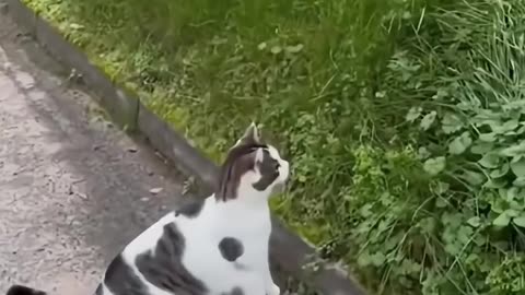 Cat Funny Video Compilation