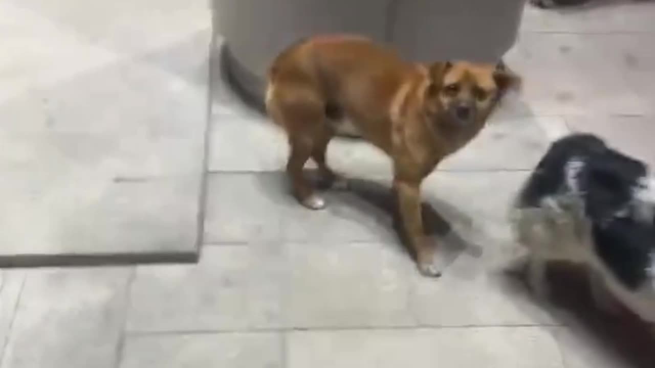 Cachorros engraçados