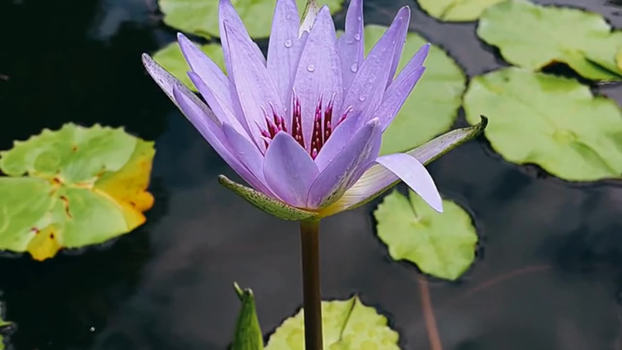 LILY IN THE POND