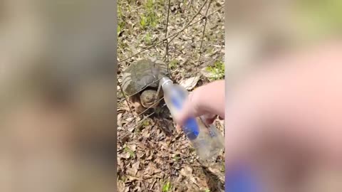 Dog Makes Muddy Mess 😮🤣| FUNNIEST Animal Videos