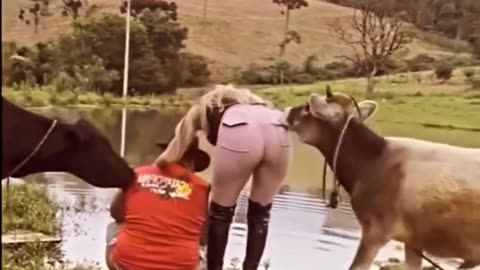 The bull thought, why not give it a try 😁