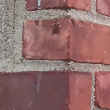 Cross orb weaver spider