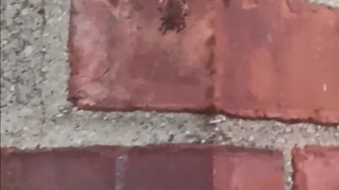 Cross orb weaver spider