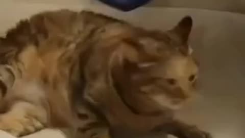 Funny Animals