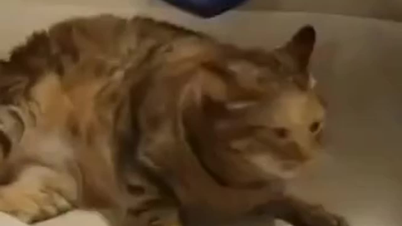 Funny Animals