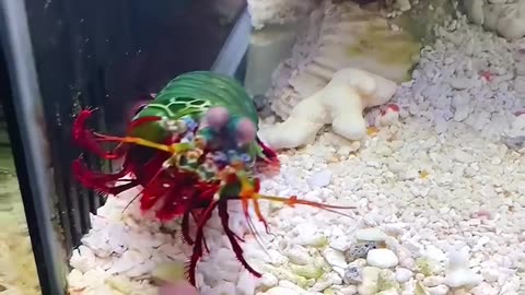 A brutal boxing lobster