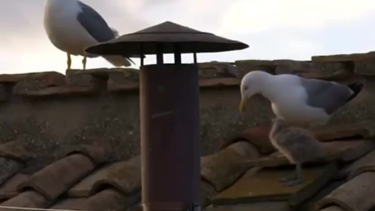 Die heutigen Konklave-Stars