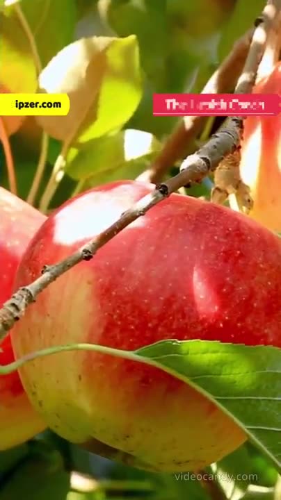 Benefits Of Seb Wala Doodh