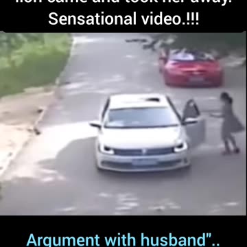 Sensational video: lion came and took her away
