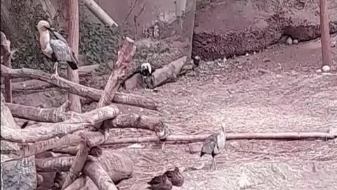 duck