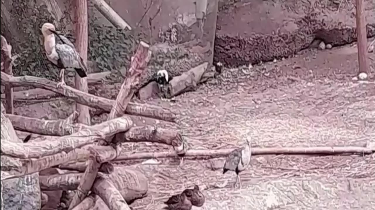 duck