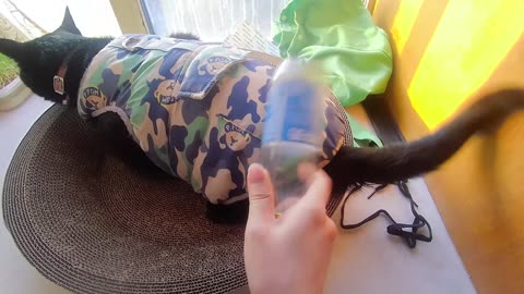 My pet cat vlog, his name is Heihei, 03/08, 2025, He is very happy， #catvideo #asmr
