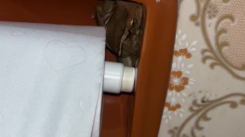 Must Pay the Frog Toll to Use the TP Roll