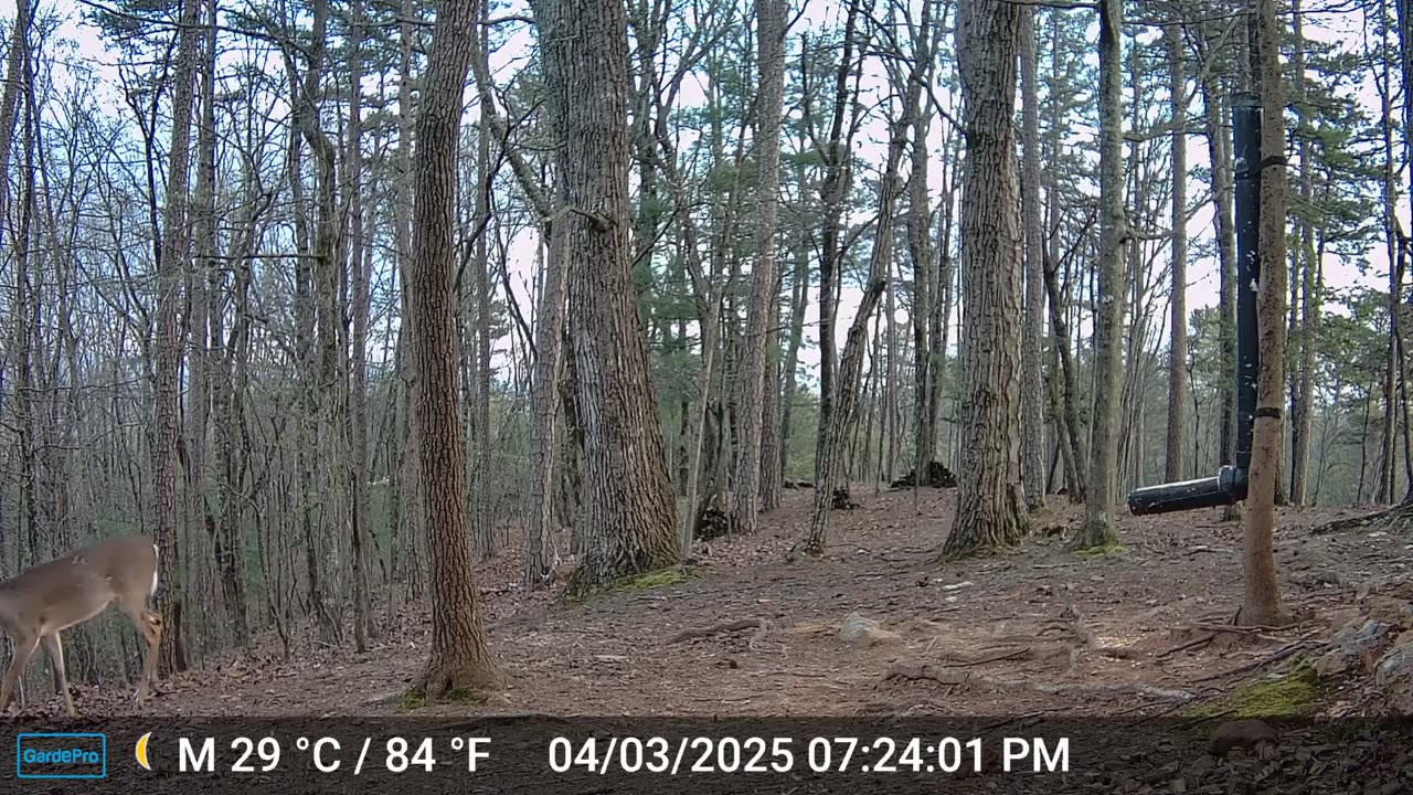 The Woods – 04/04/2025