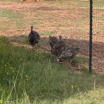 Baby Turkeys can't figure out how to go around the fence