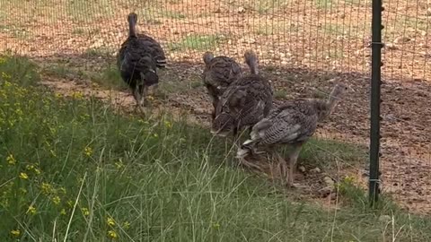 Baby Turkeys can't figure out how to go around the fence