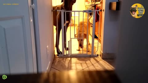 🔓🐶 Pet Escape Fails 2025 🐾 | Funniest Animal Moments Ever! 😂 | GoViralComedy