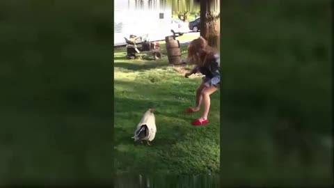 Funny Different Animals Chasing and Scaring People 2025