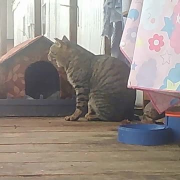 EA S154 - Just Chillin