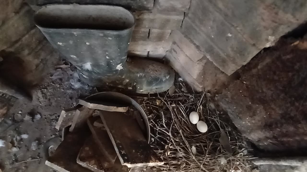 Birds are nesting in the fireplace beside Santa's welly which got lost when he came down the chimney