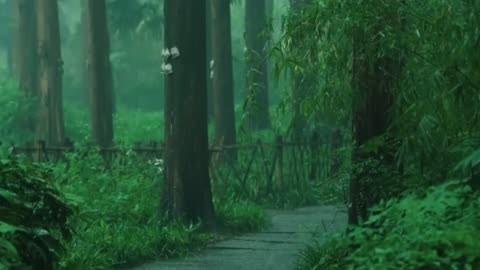 Listening to the Rain on a Forest Path