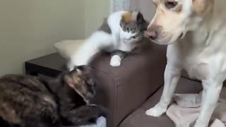 🤔😂 What is Even Happening Here?! | FunFM