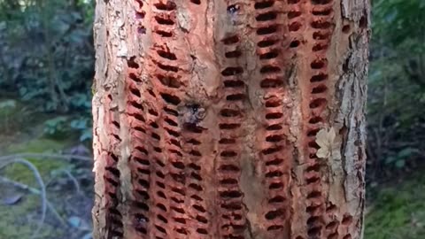 Woodpecker Holes