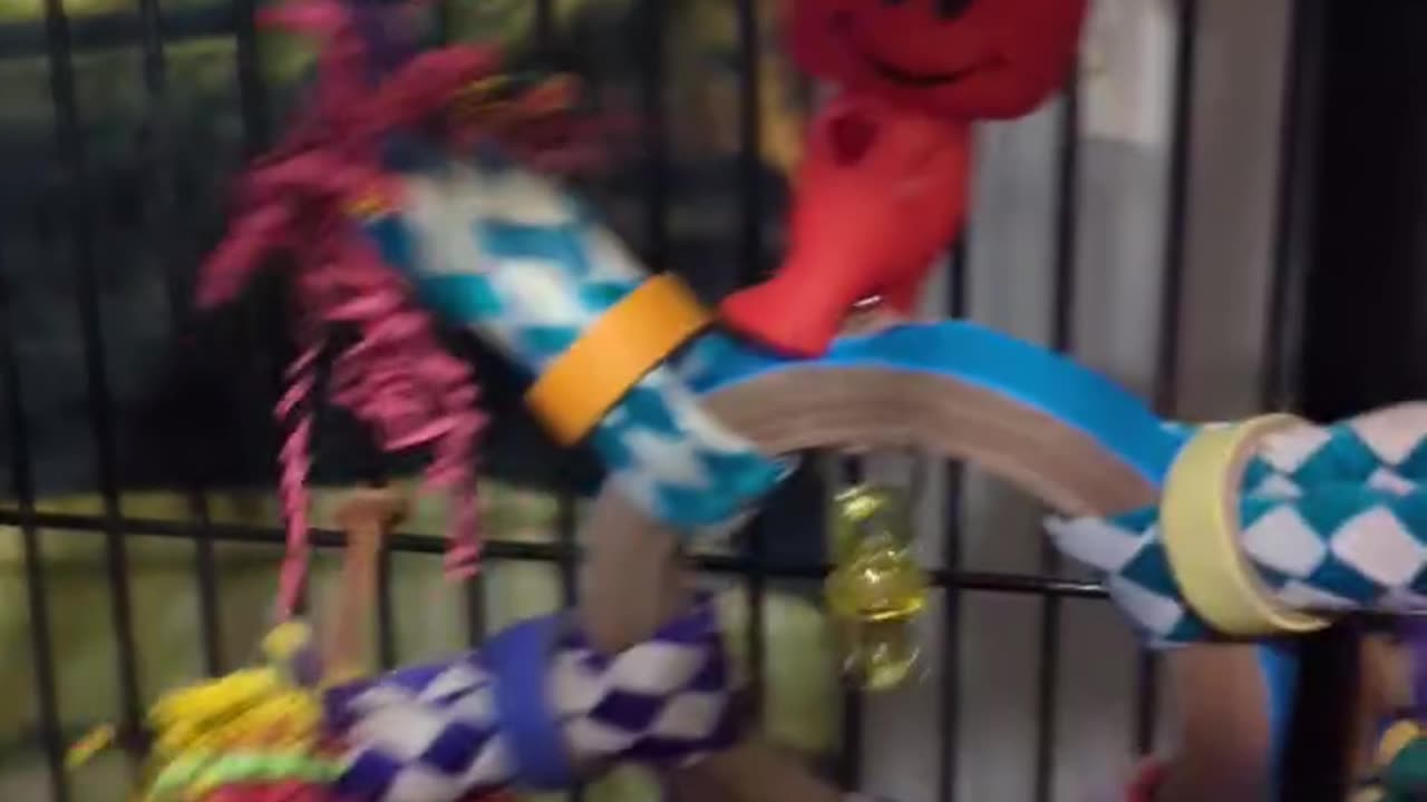 Changing Your Parrots House