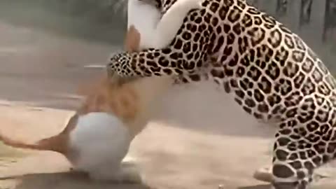 Leopard Thought He Was the King… One Paw Changed That