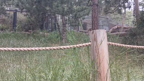 Cheyenne Mountain Zoo Part 31