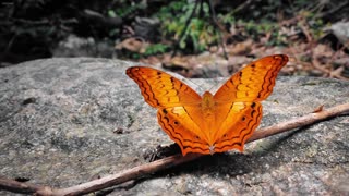 Inner Field – where emotion takes root.