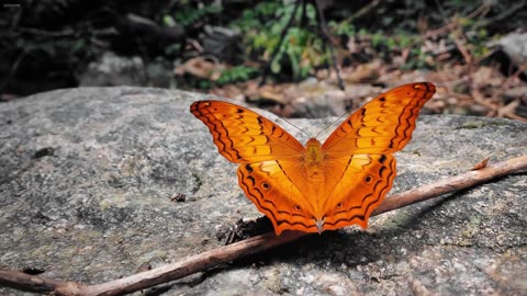 Inner Field – where emotion takes root.