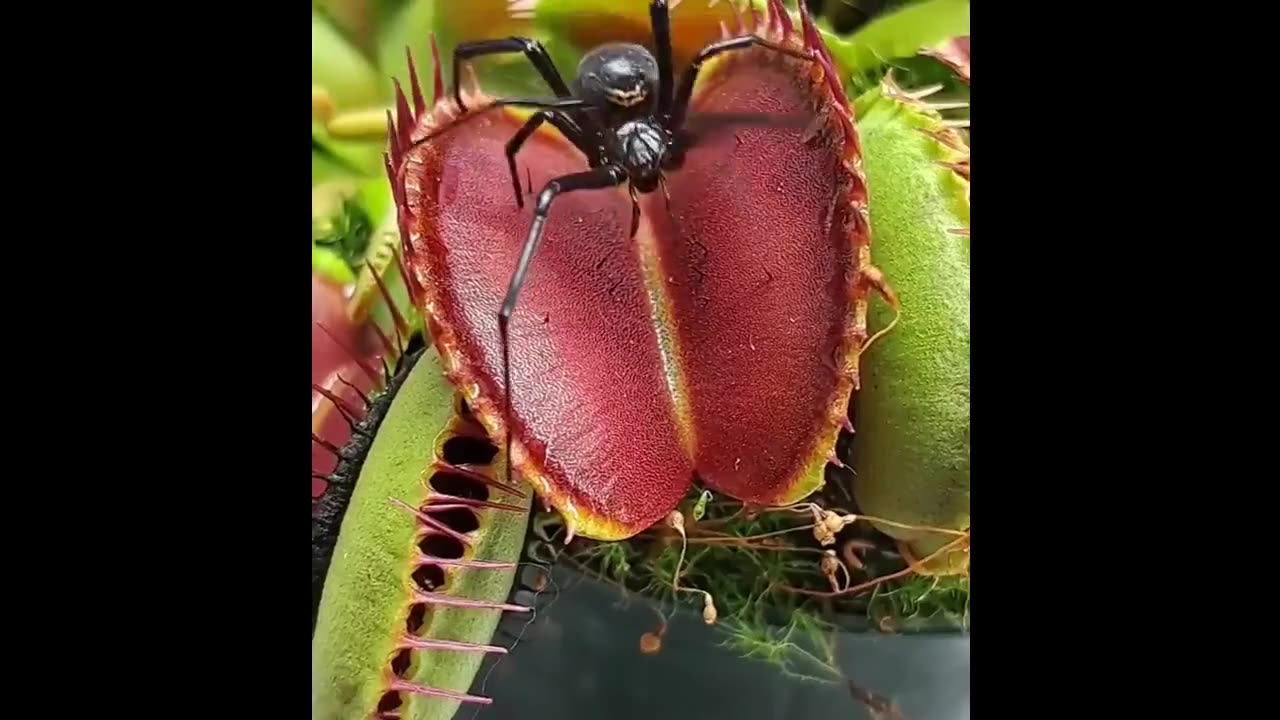 Here’s one catching a black widow spider 🕷