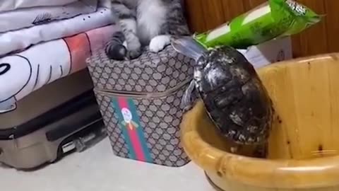 CAT LUCU