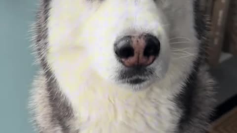 Funny Husky Speaks Back 🐾🤣