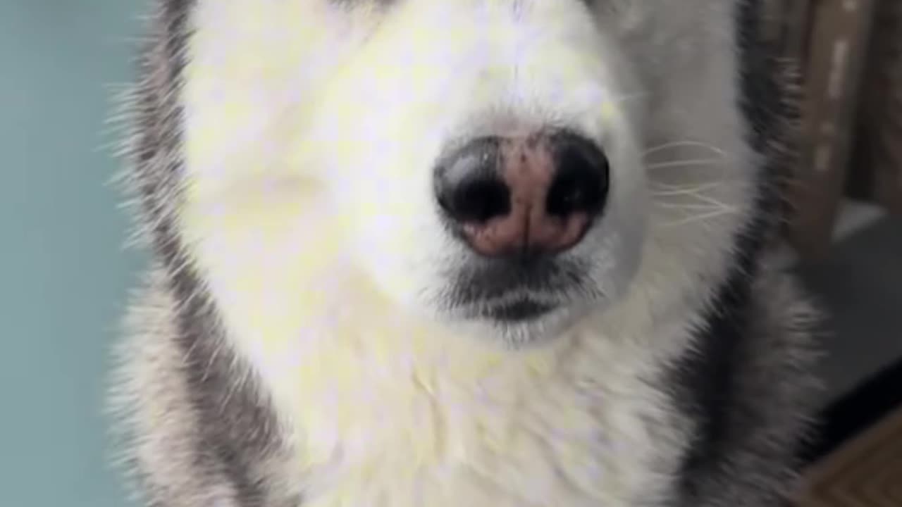 Funny Husky Speaks Back 🐾🤣
