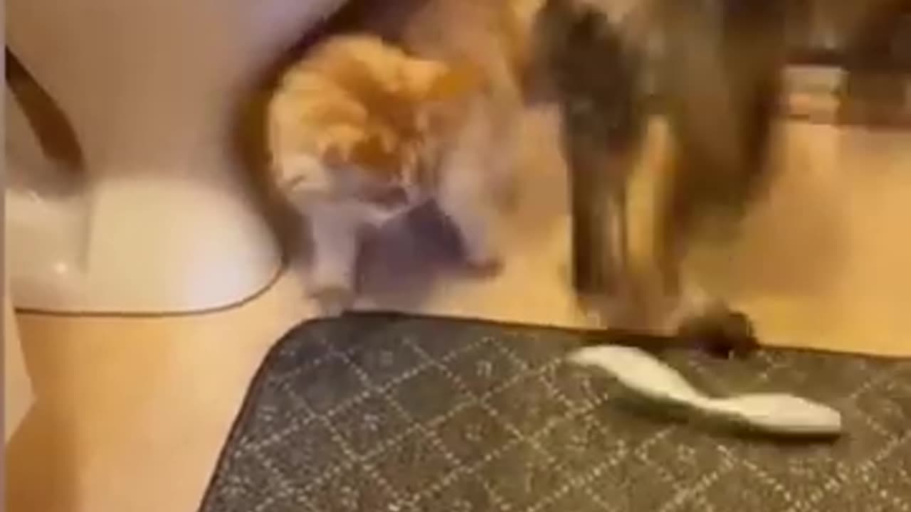 Cat dog
