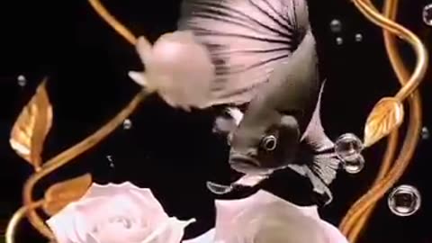 Islami video
