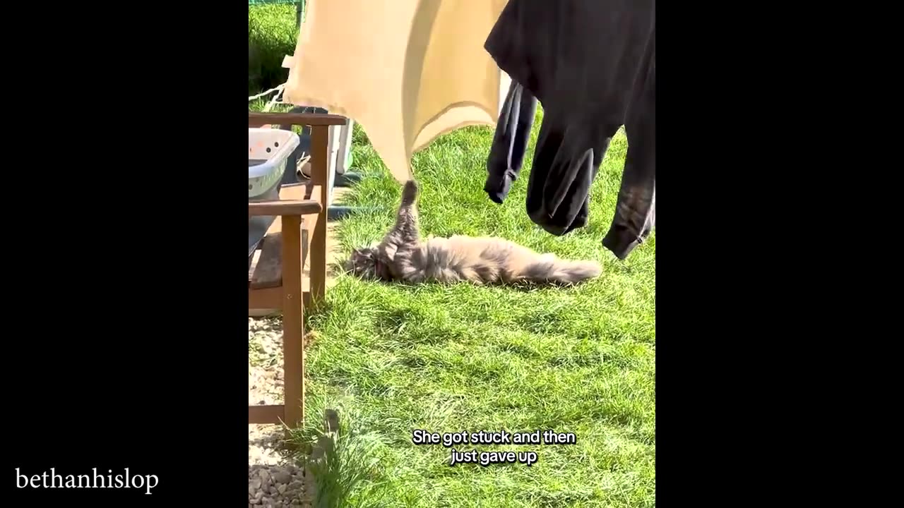 funny cats videos