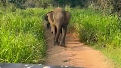Safari video elephant moment amazing video