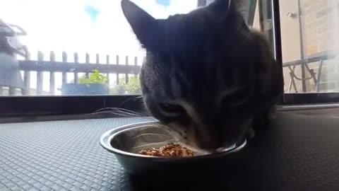 The Cat Who Cannot Resist: Watching a Cute Eater