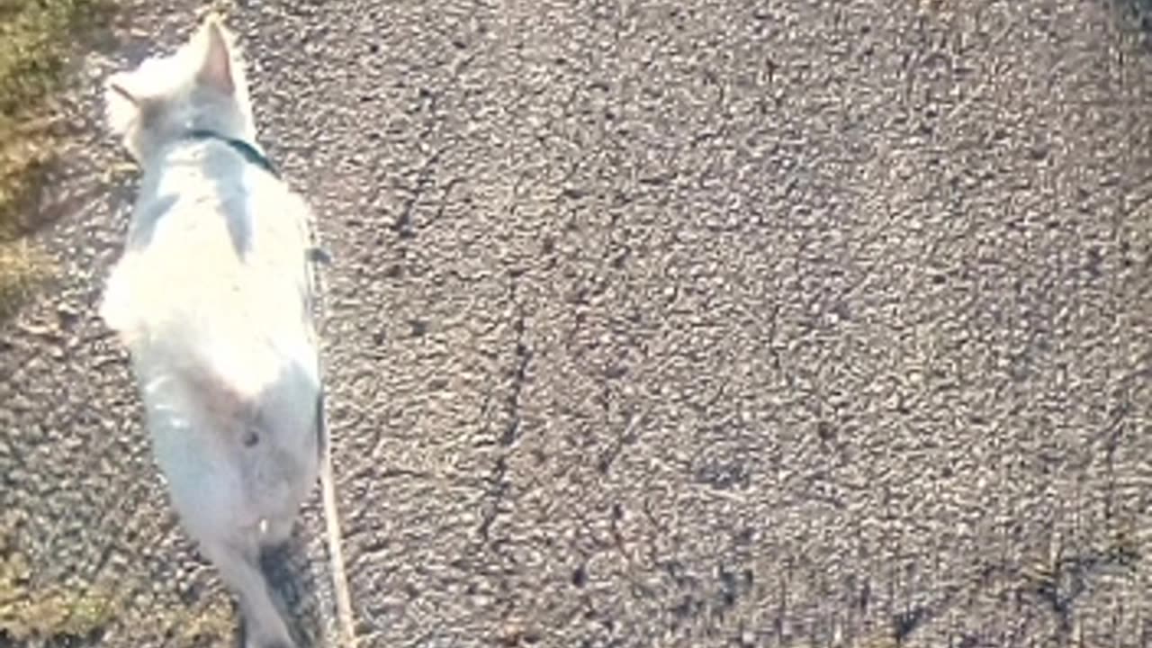 dog
