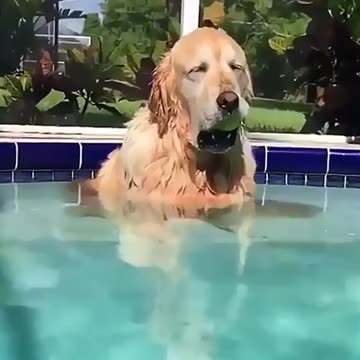 Watch These Sleepy Puppies Fight Their Naptime!