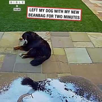 Left my dog with my new beanbag for 2 mins 😂