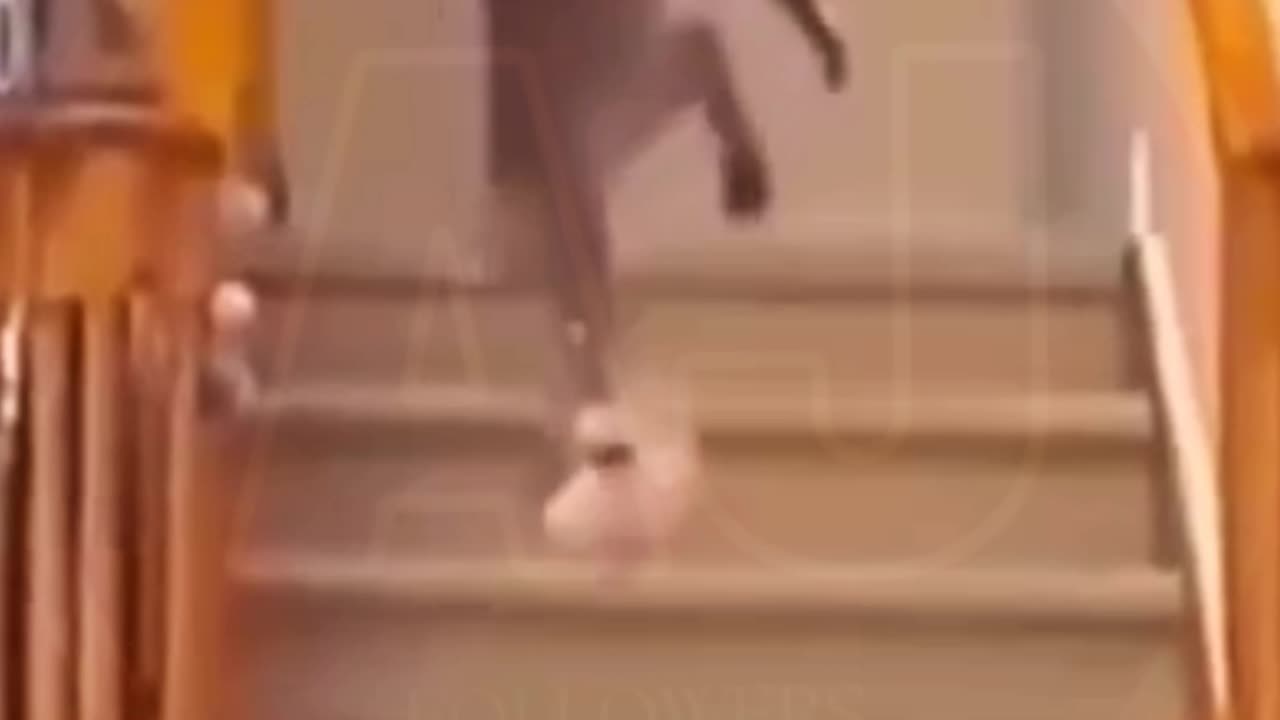 Funny animals video