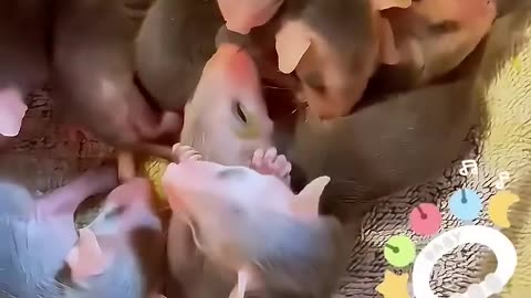 The man rescued a oppossums and then realized it 🦝 ♥️