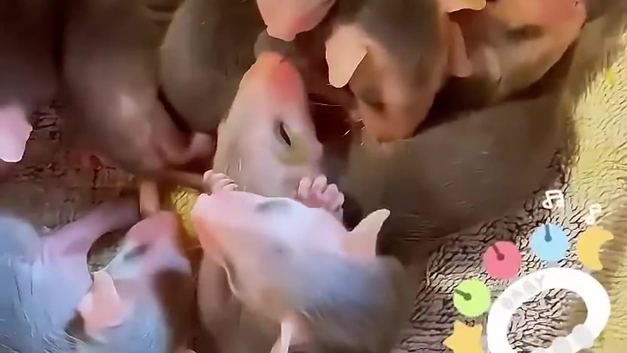 The man rescued a oppossums and then realized it 🦝 ♥️
