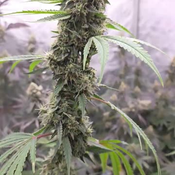 Hells Breath Week 9 flower